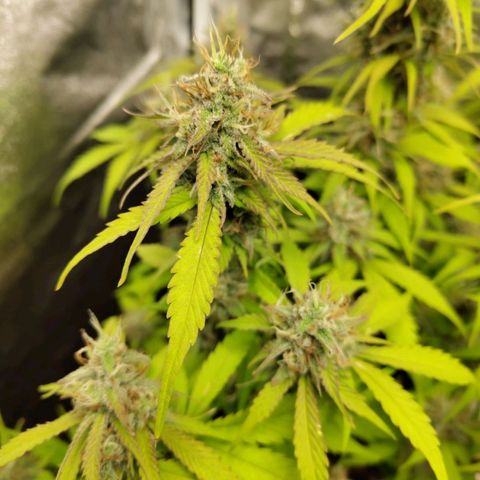 Gorilla Cookies Auto growlog timeline photo