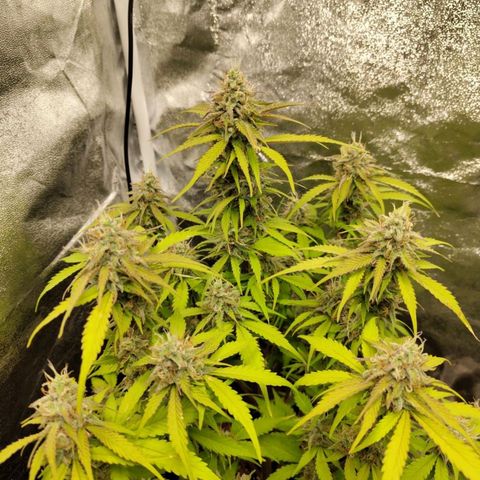 Gorilla Cookies Auto growlog timeline photo
