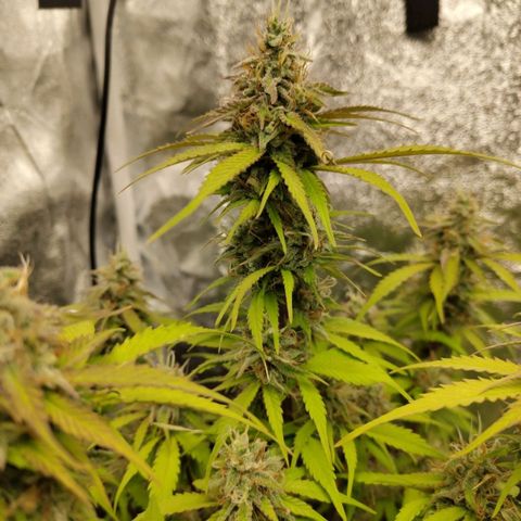 Gorilla Cookies Auto growlog timeline photo