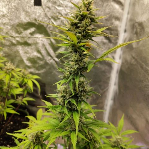 Grapefruit'matic growlog timeline photo