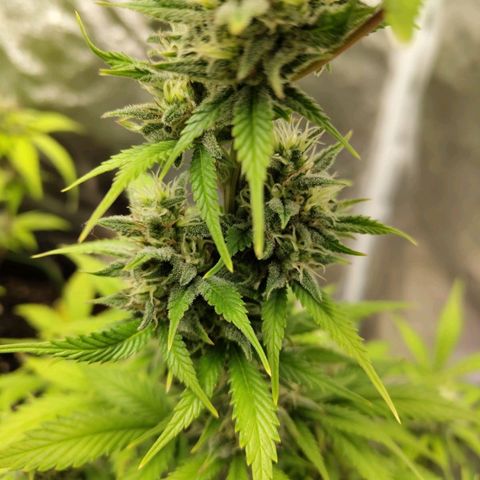 Grapefruit'matic growlog timeline photo