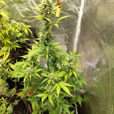 Grapefruit'matic growlog timeline photo
