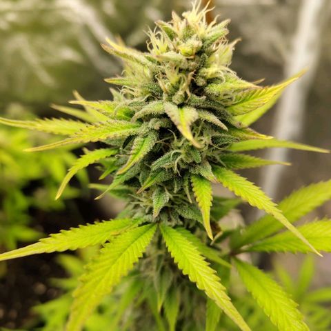 Grapefruit'matic growlog timeline photo