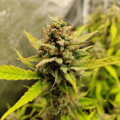 Lemon AK growlog timeline photo