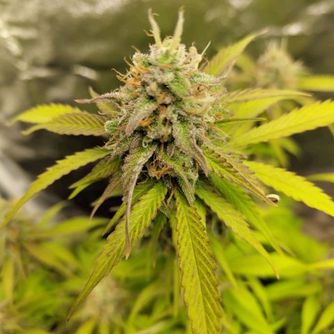 Gorilla Cookies Auto growlog timeline photo