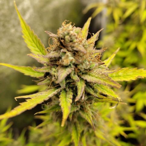 Lemon AK growlog timeline photo