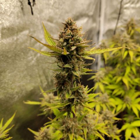 Lemon AK growlog timeline photo