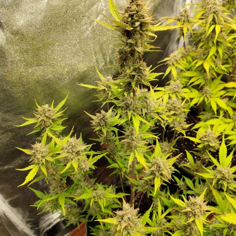 Lemon AK growlog timeline photo