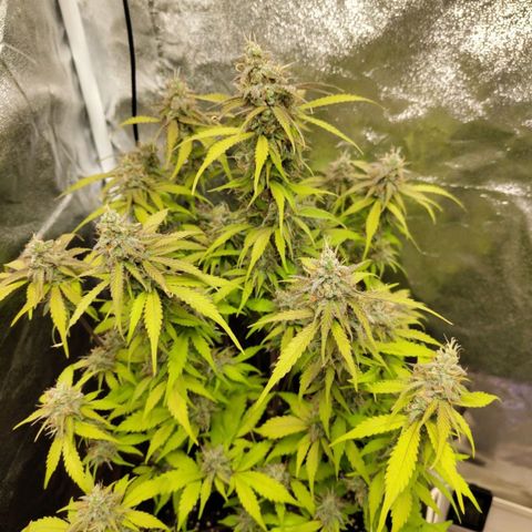 Gorilla Cookies Auto growlog timeline photo