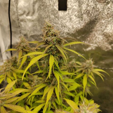Gorilla Cookies Auto growlog timeline photo