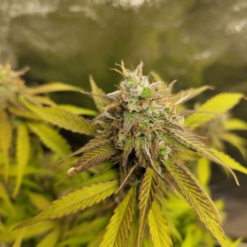 Gorilla Cookies Auto growlog timeline photo