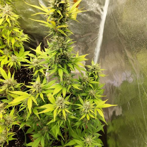 Grapefruit'matic growlog timeline photo