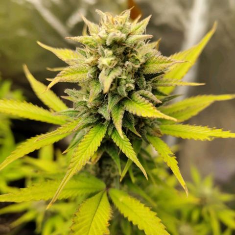 Grapefruit'matic growlog timeline photo