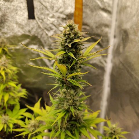 Grapefruit'matic growlog timeline photo