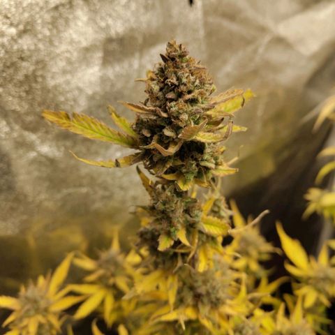 Lemon AK growlog timeline photo