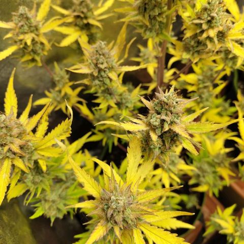 Lemon AK growlog timeline photo