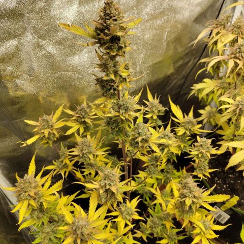 Lemon AK growlog timeline photo