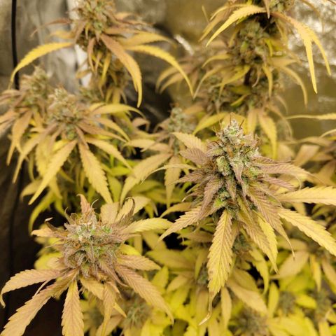 Gorilla Cookies Auto growlog timeline photo