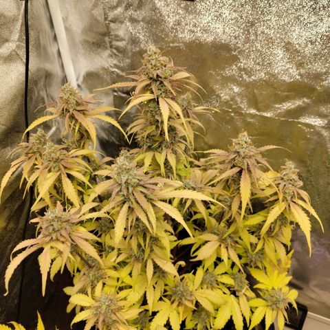 Gorilla Cookies Auto growlog timeline photo