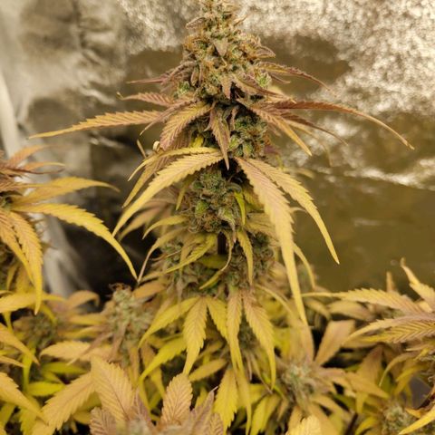 Gorilla Cookies Auto growlog timeline photo