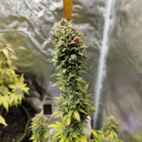 Grapefruit'matic growlog timeline photo