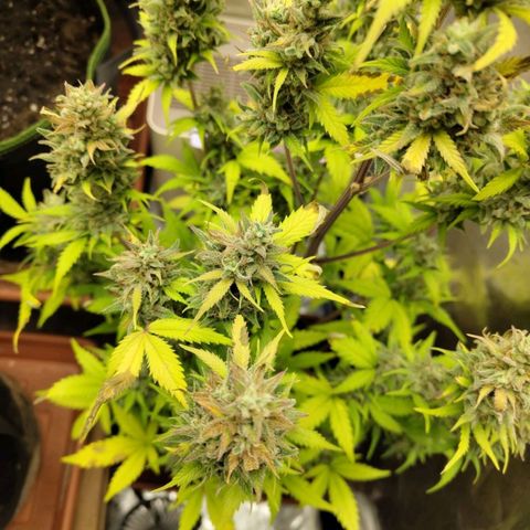 Grapefruit'matic growlog timeline photo