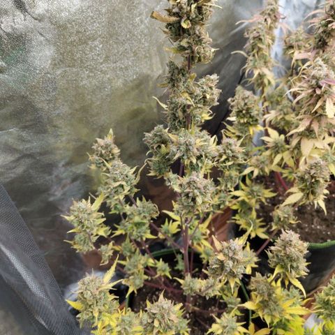 Lemon AK growlog timeline photo
