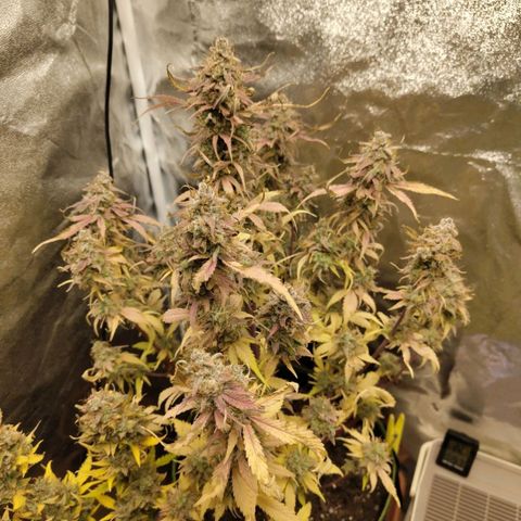 Gorilla Cookies Auto growlog timeline photo