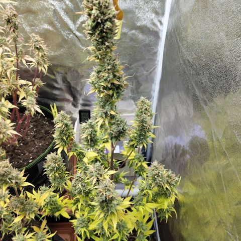 Grapefruit'matic growlog timeline photo