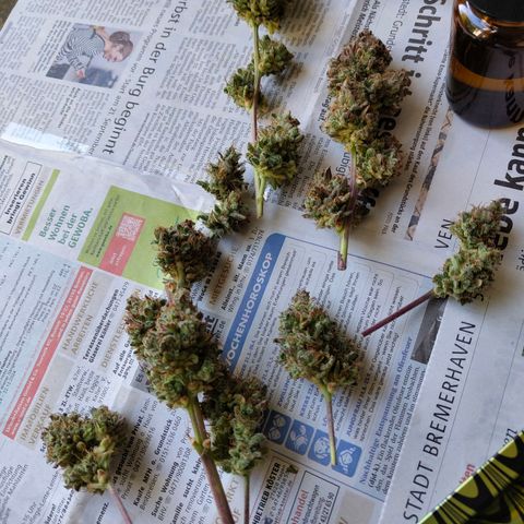 Lemon AK growlog timeline photo
