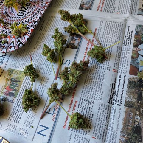 Lemon AK growlog timeline photo