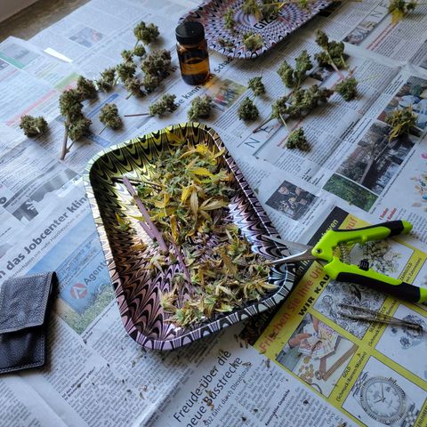 Lemon AK growlog timeline photo