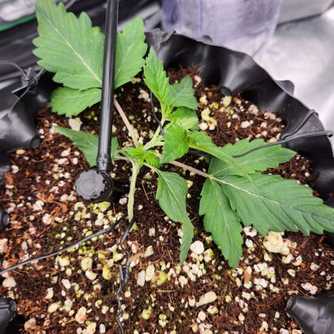 Strawberry Cough Feminized growlog photo: Training day