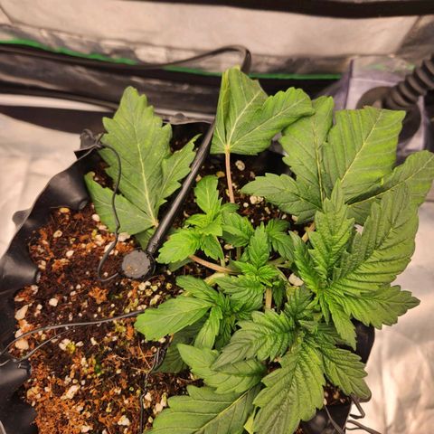 Strawberry Cough Feminized growlog timeline photo