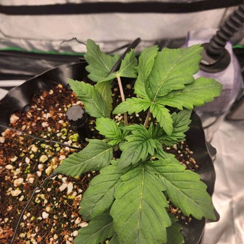 Strawberry Cough Feminized growlog timeline photo