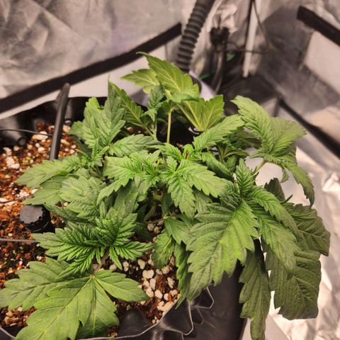 Strawberry Cough Feminized growlog timeline photo