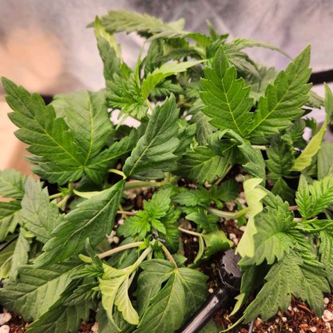 Strawberry Cough Feminized growlog timeline photo
