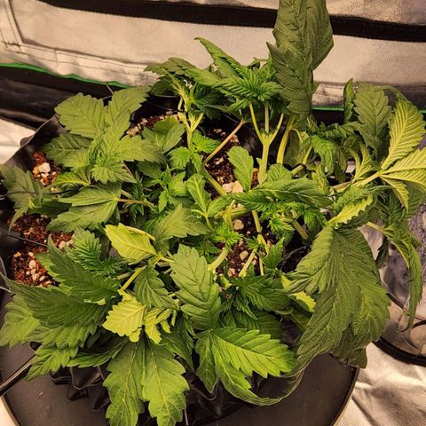 Strawberry Cough Feminized growlog photo: More tie downs