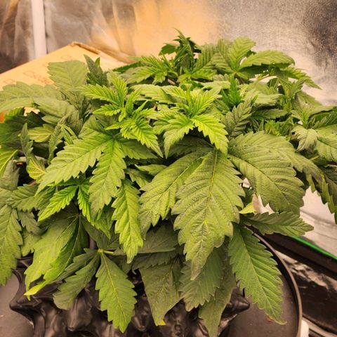 Strawberry Cough Feminized growlog timeline photo