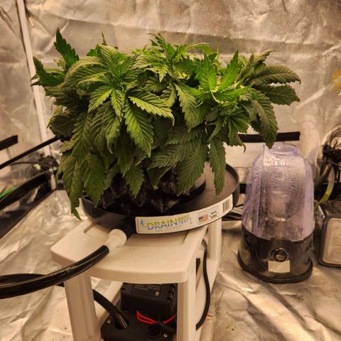 Strawberry Cough Feminized growlog timeline photo