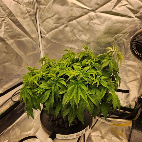 Strawberry Cough Feminized growlog timeline photo