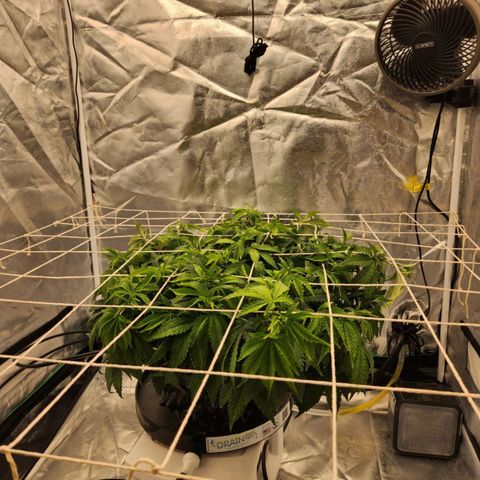 Strawberry Cough Feminized growlog timeline photo