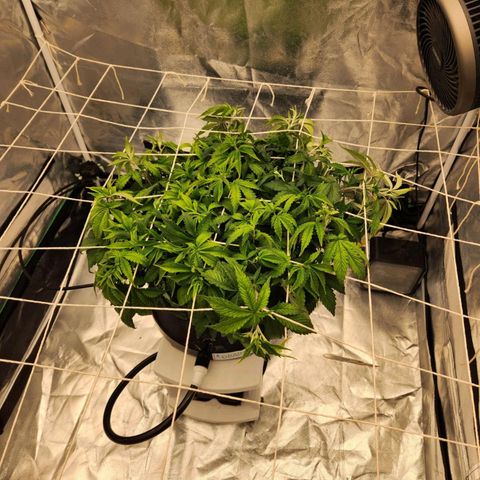 Strawberry Cough Feminized growlog timeline photo