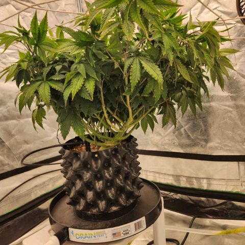 Strawberry Cough Feminized growlog photo: Took a week off for vacation 