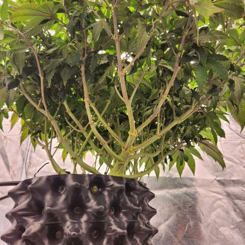 Strawberry Cough Feminized growlog timeline photo