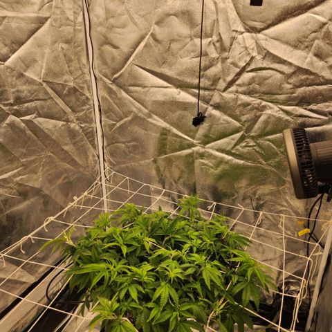 Strawberry Cough Feminized growlog timeline photo