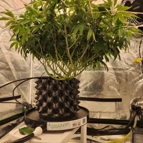 Strawberry Cough Feminized growlog timeline photo