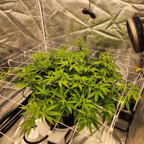 Strawberry Cough Feminized growlog timeline photo