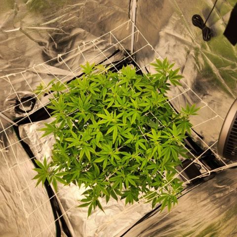 Strawberry Cough Feminized growlog timeline photo
