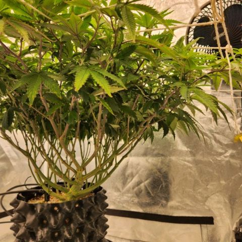 Strawberry Cough Feminized growlog timeline photo